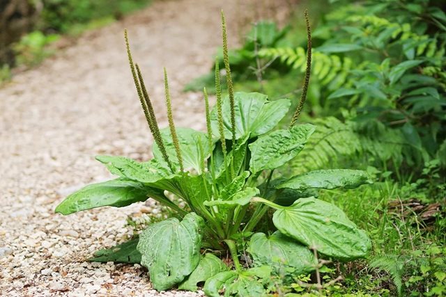Thực dưỡng duy trì và nâng cao sức khỏe trong mùa hè